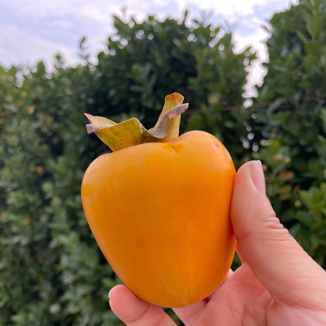锦缘