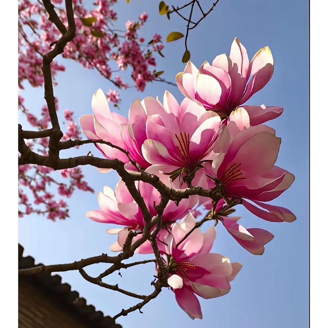 月的风沙