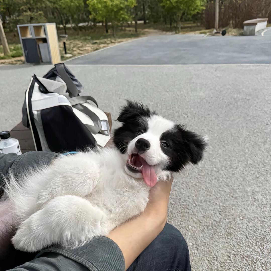 邯郸伢羽宠爱之家