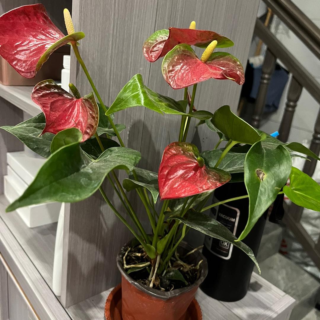 临高加来•时尚彩妆·