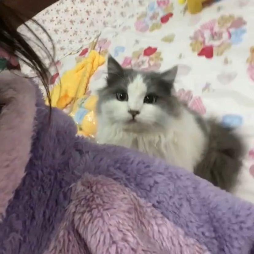小π不爱吃香菜