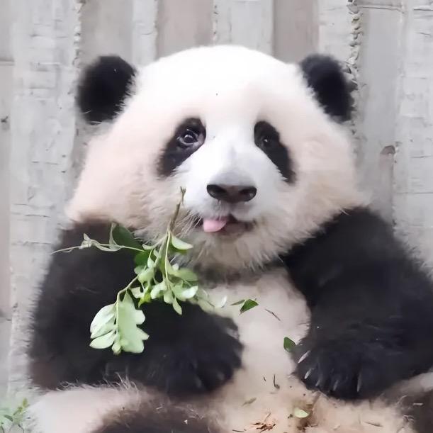 可爱萌宠天团