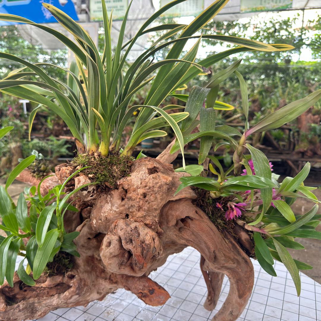 稀豆粉花卉