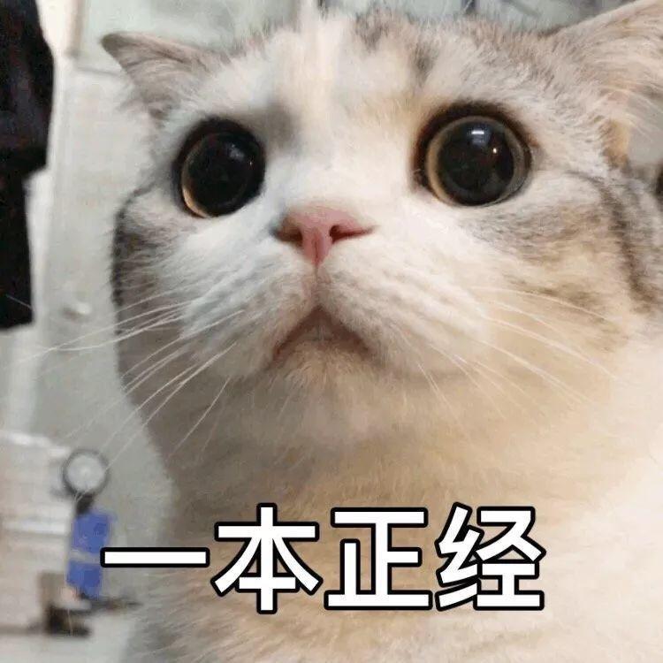 小熊猫🐼