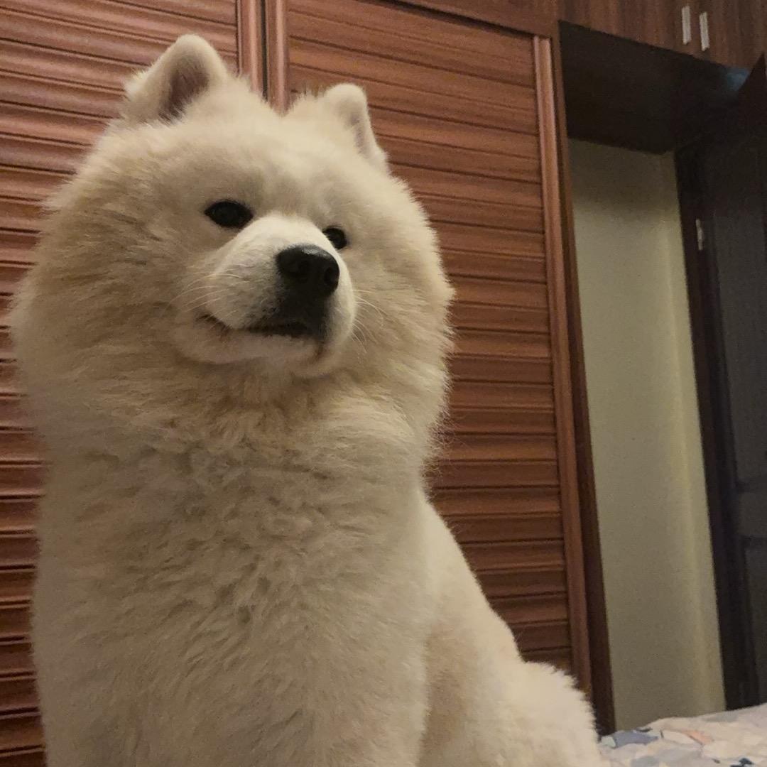 元气少妇林品如