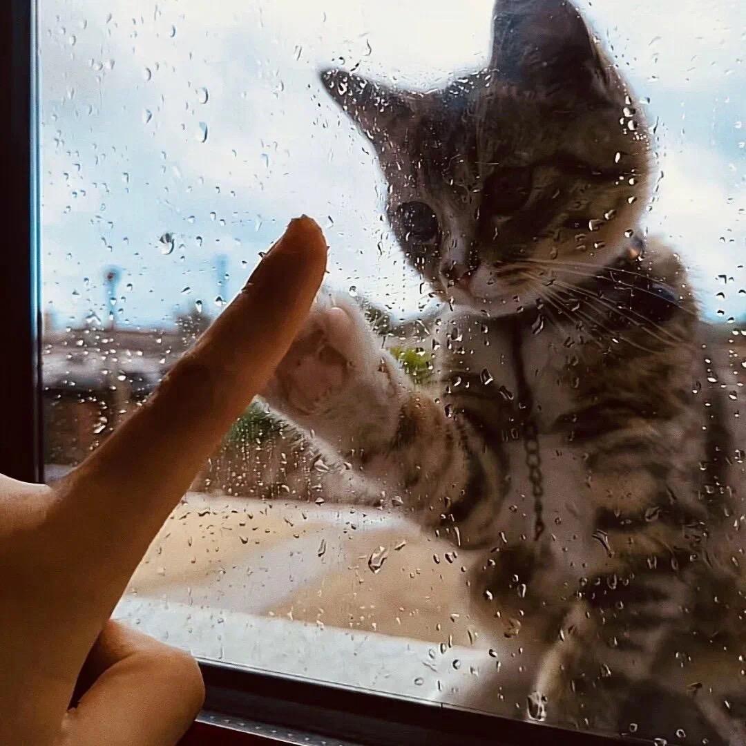 西门吹雪