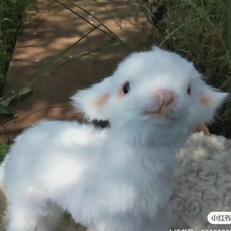 小倪猫子