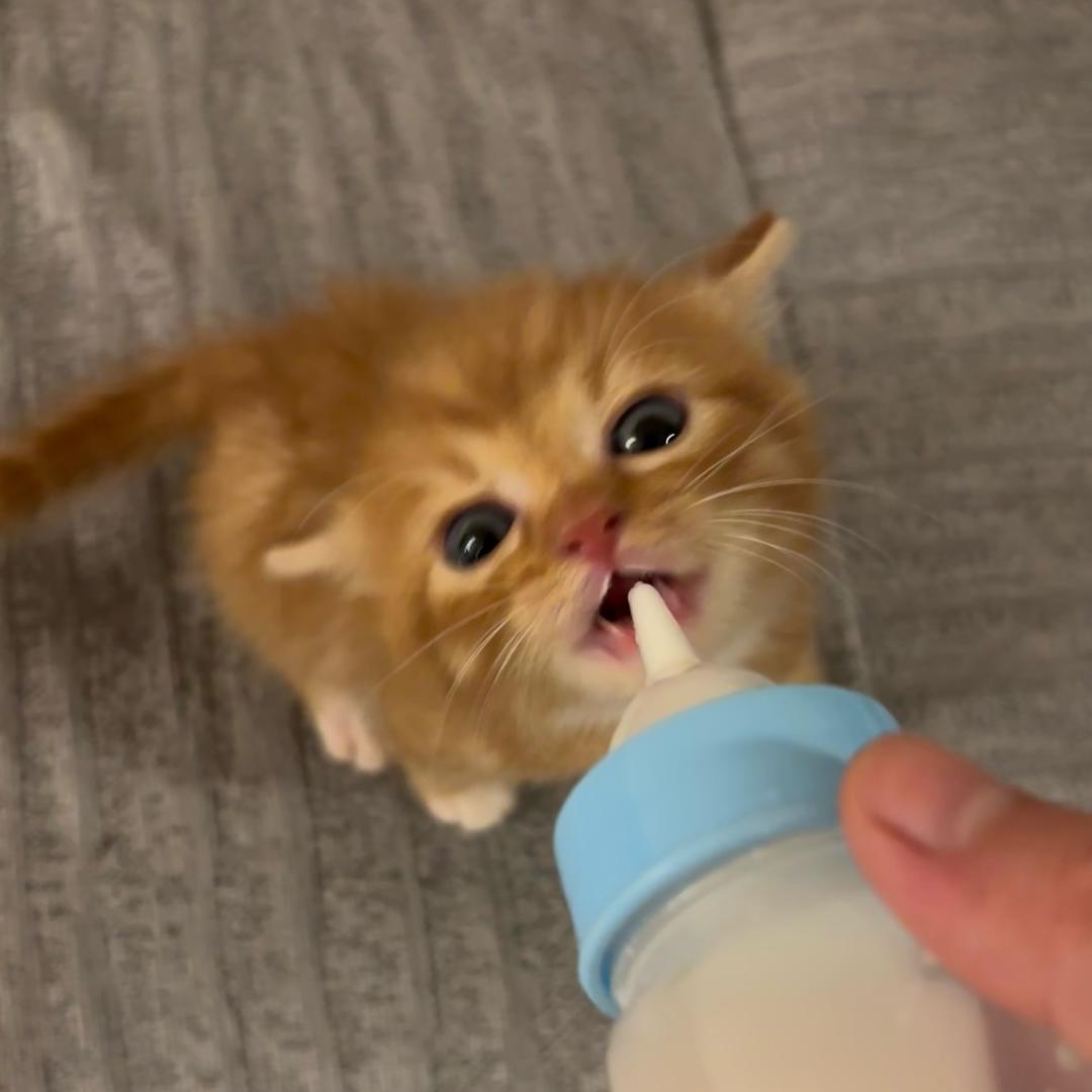 毛球与招财猫