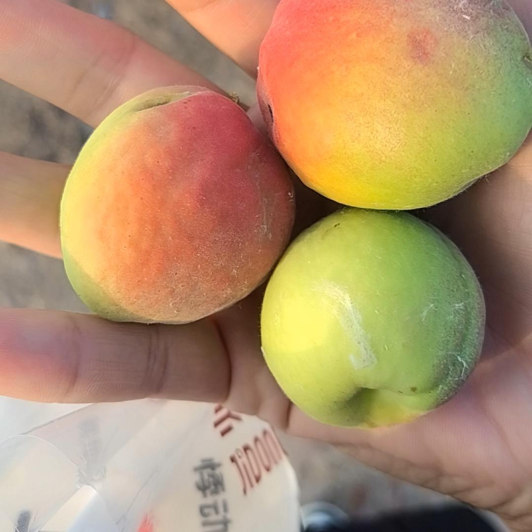 桃桃