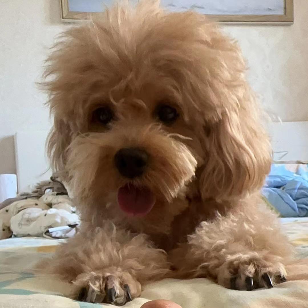 ✨麻团是修狗吖🐶