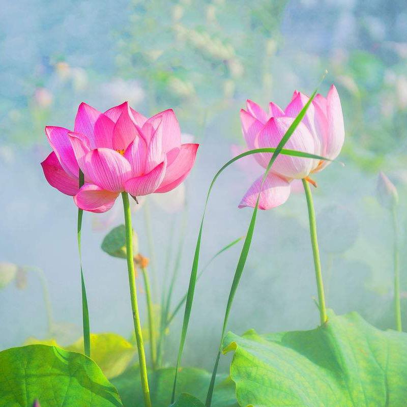 伊伊☘️追剧