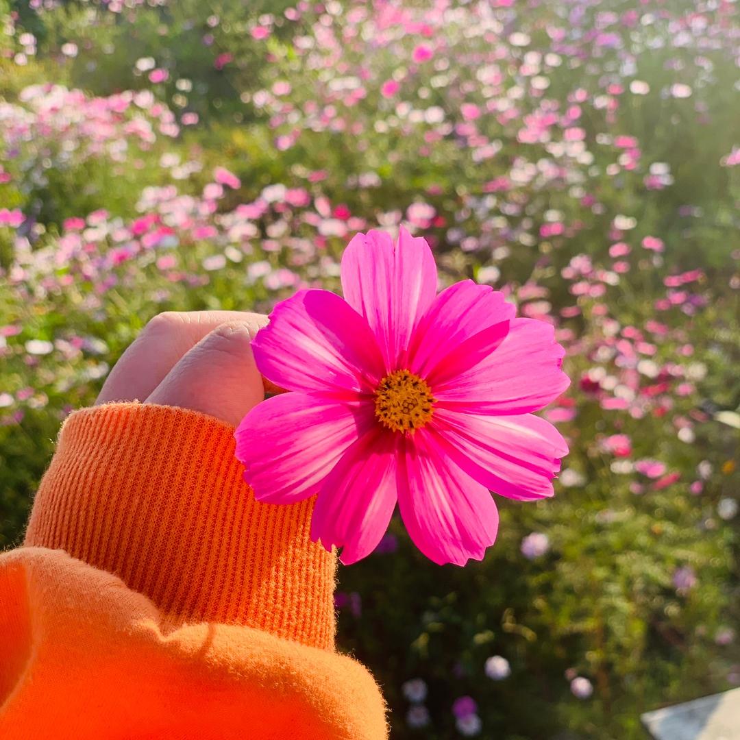 芒果宝宝🥭