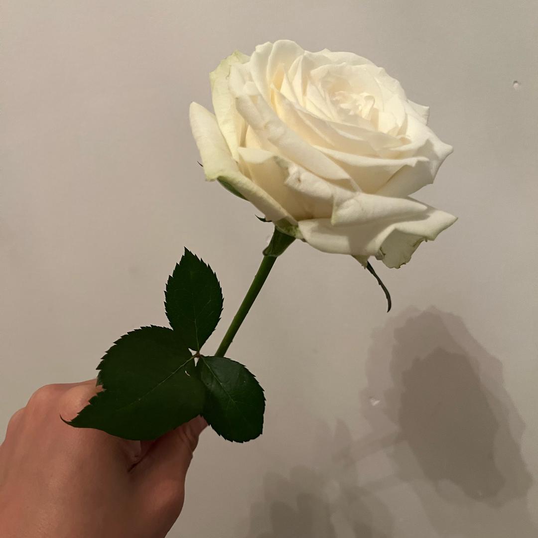 🍀小幸运³¹³¹²²