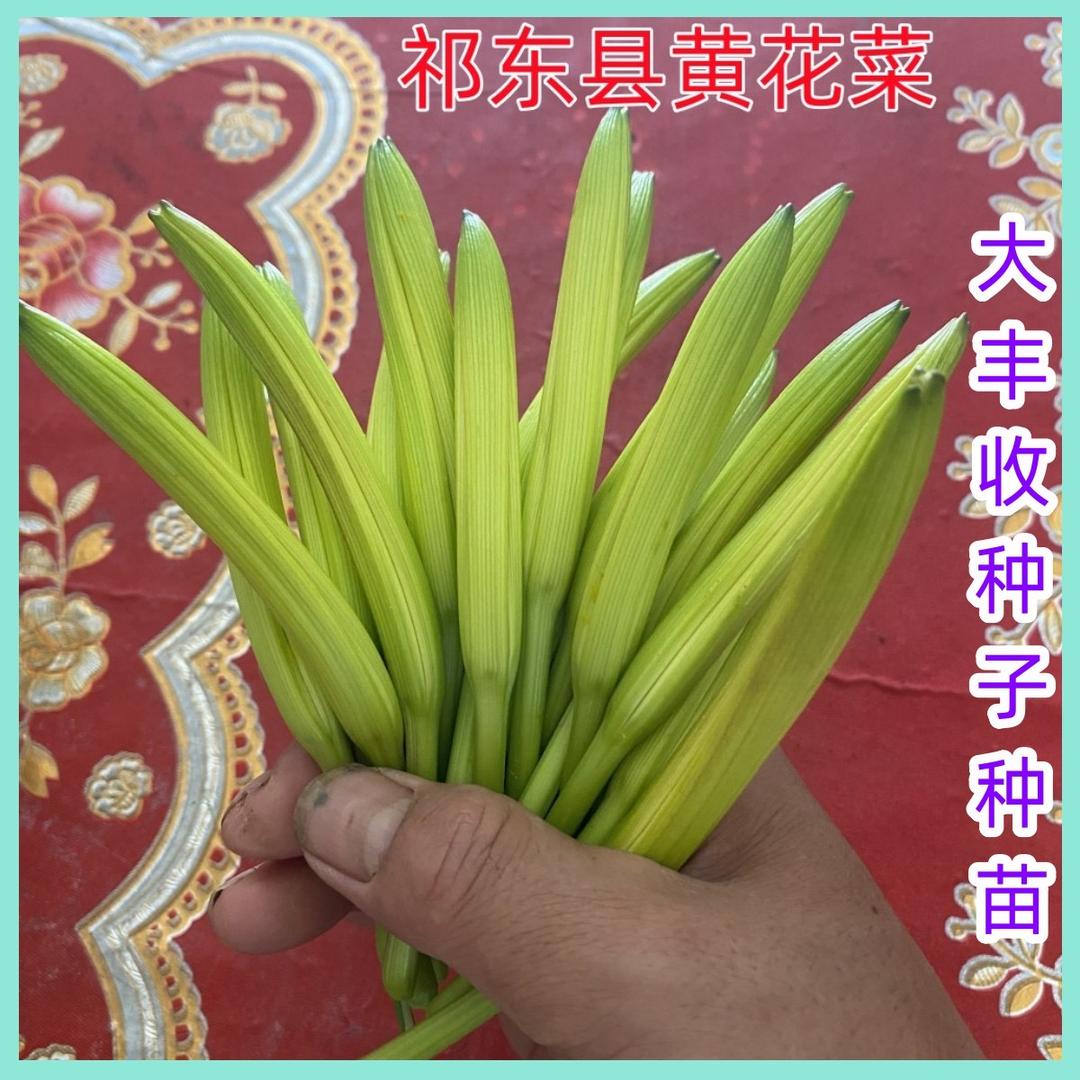 大丰收种子种苗