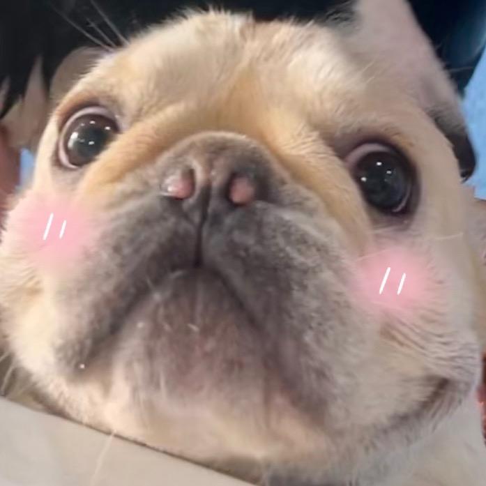 法斗se7en🐷