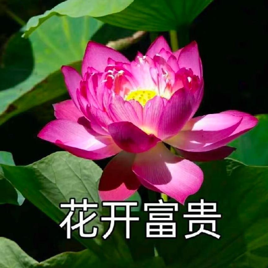 一口气能吃100包超辣火鸡面