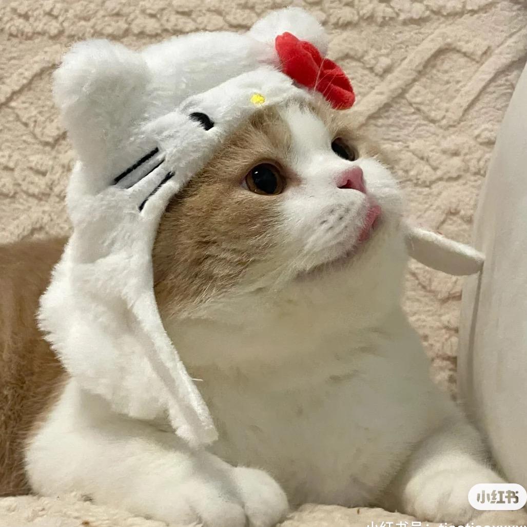 🌈文文有猫猫🌈