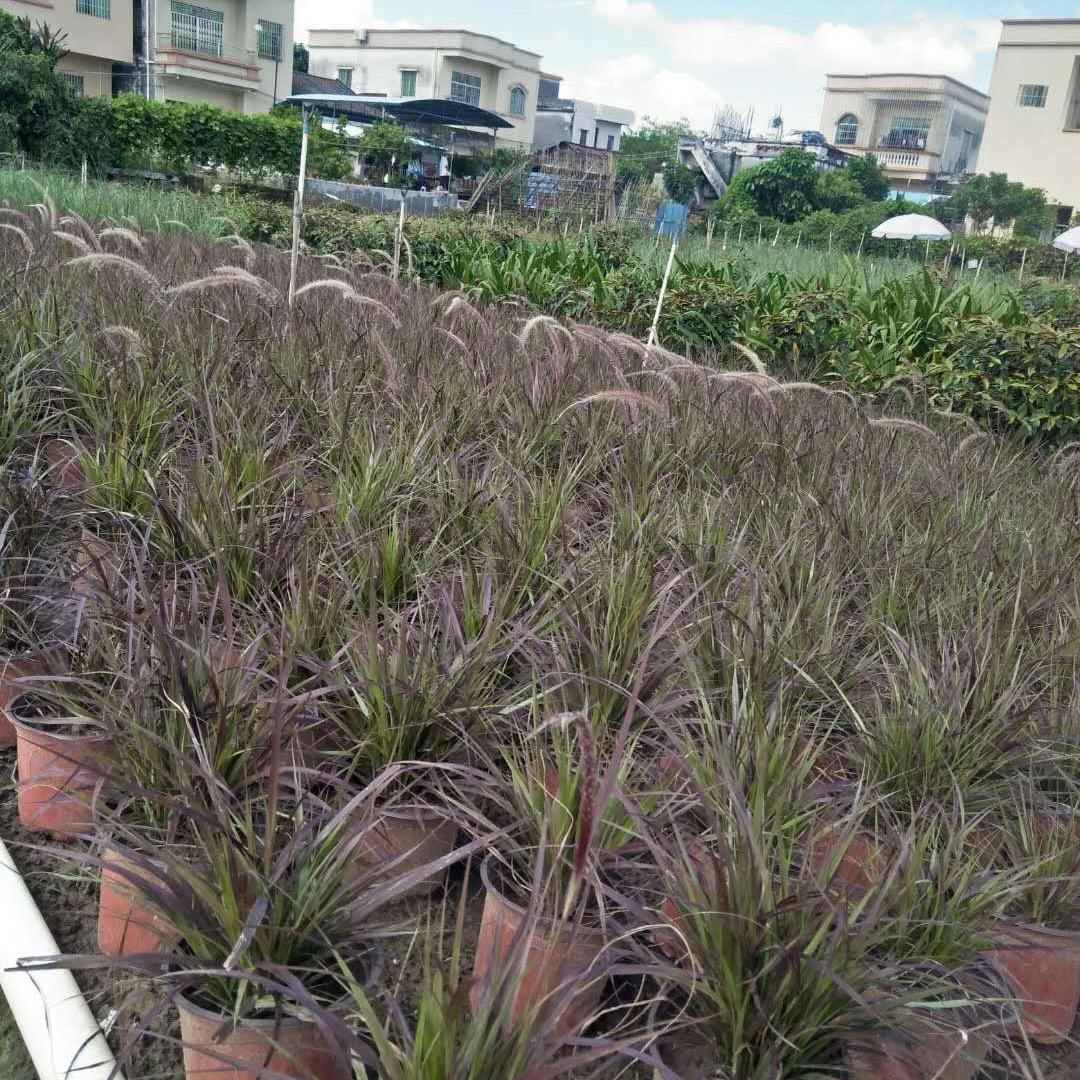 中山乾丰花木场（观赏草）