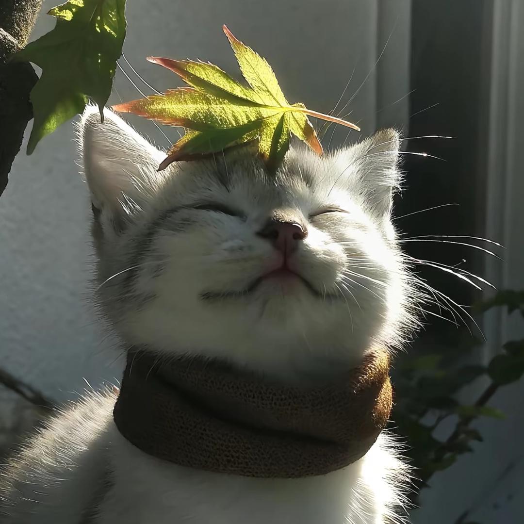 >ᴗoಣ