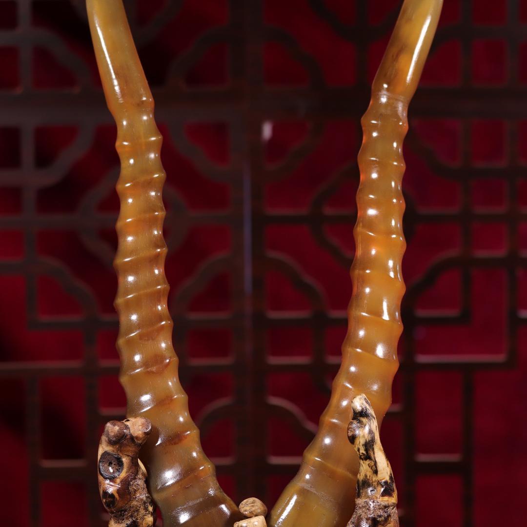 婷姐玩骨