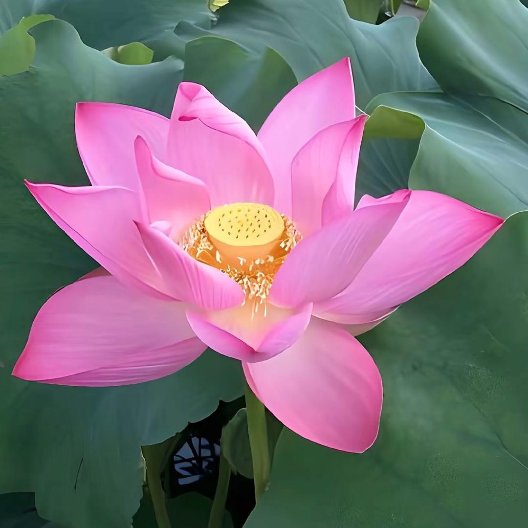 五十八离婚带俩娃