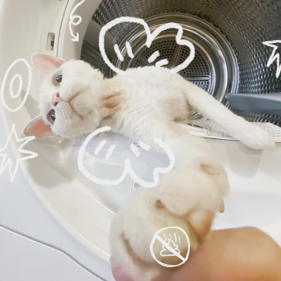 💛黄上吉祥👑