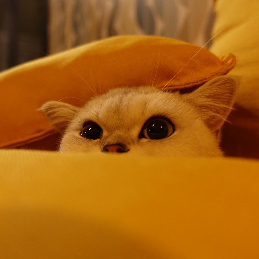 咔咔*