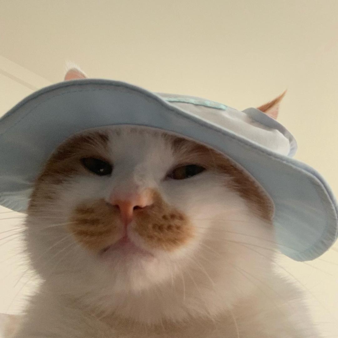 糕糕爱拉屎