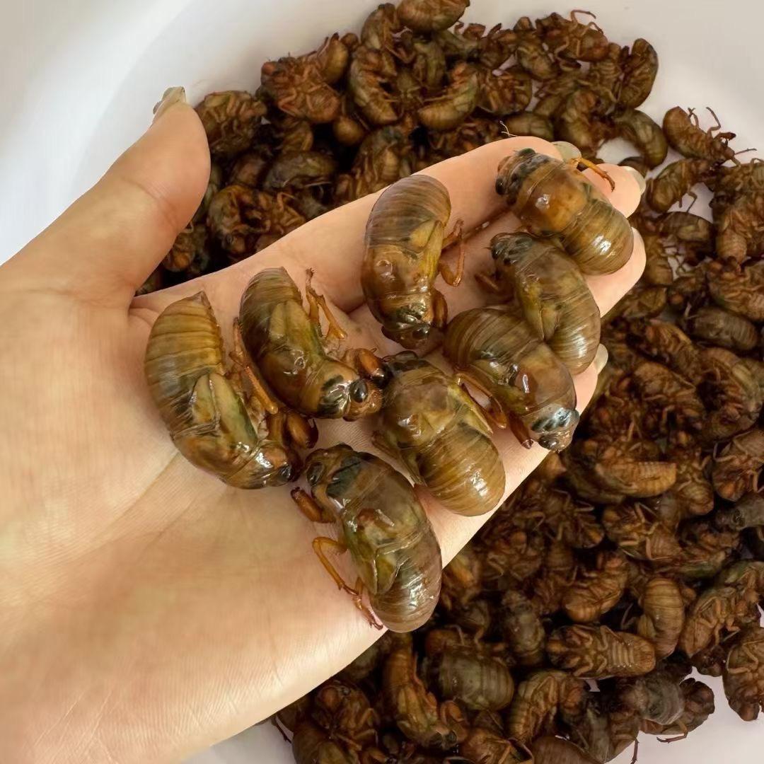 关注三农～金蝉季