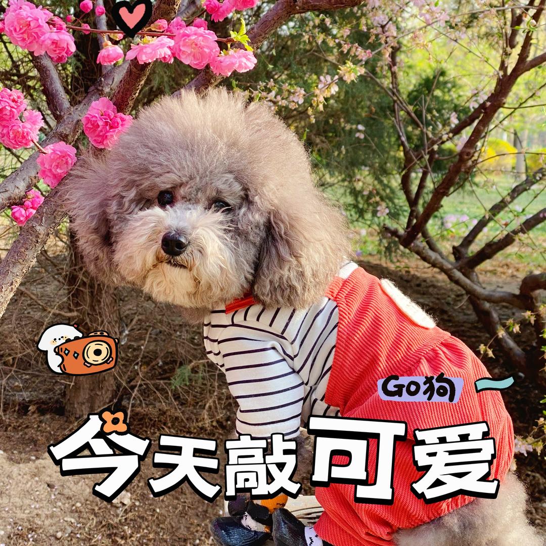 汉堡球