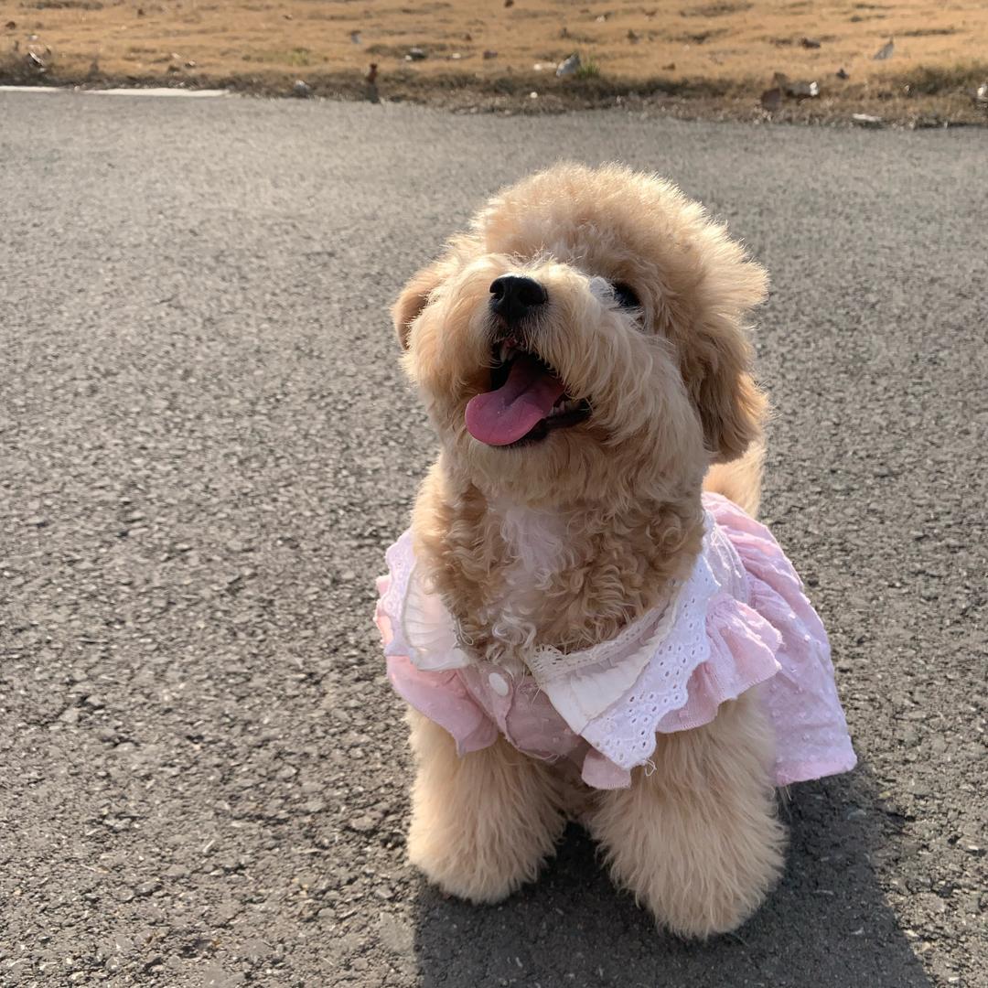 泡泡🫧是只泰迪熊🧸