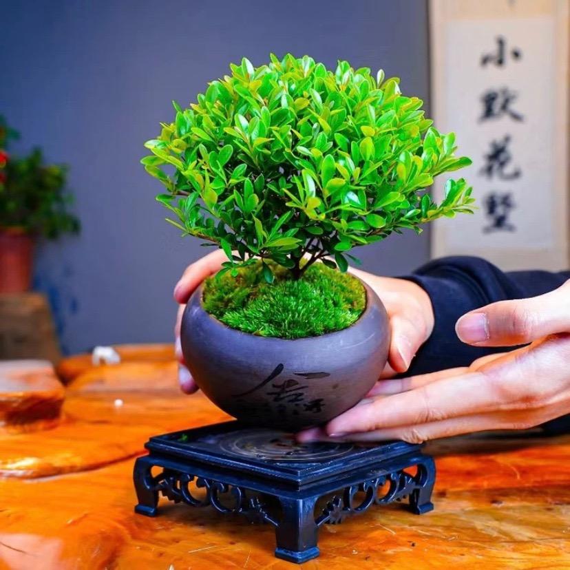 深海寻人终不见