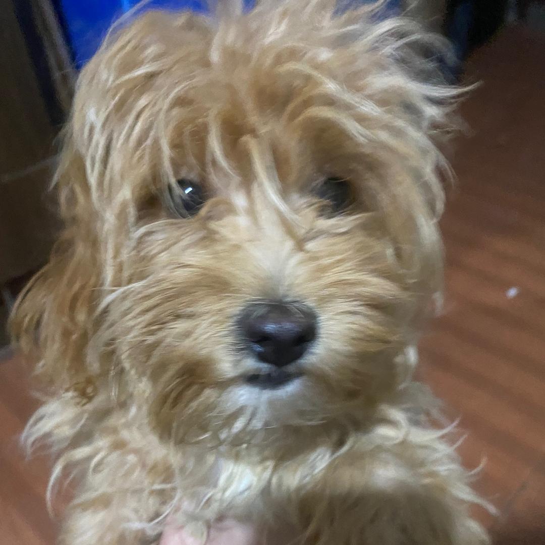 麦克阿瑟