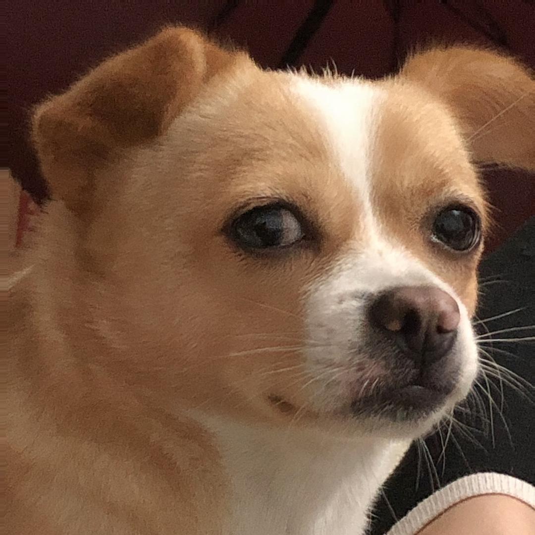 寻找雪碧-田园犬等你早点回家