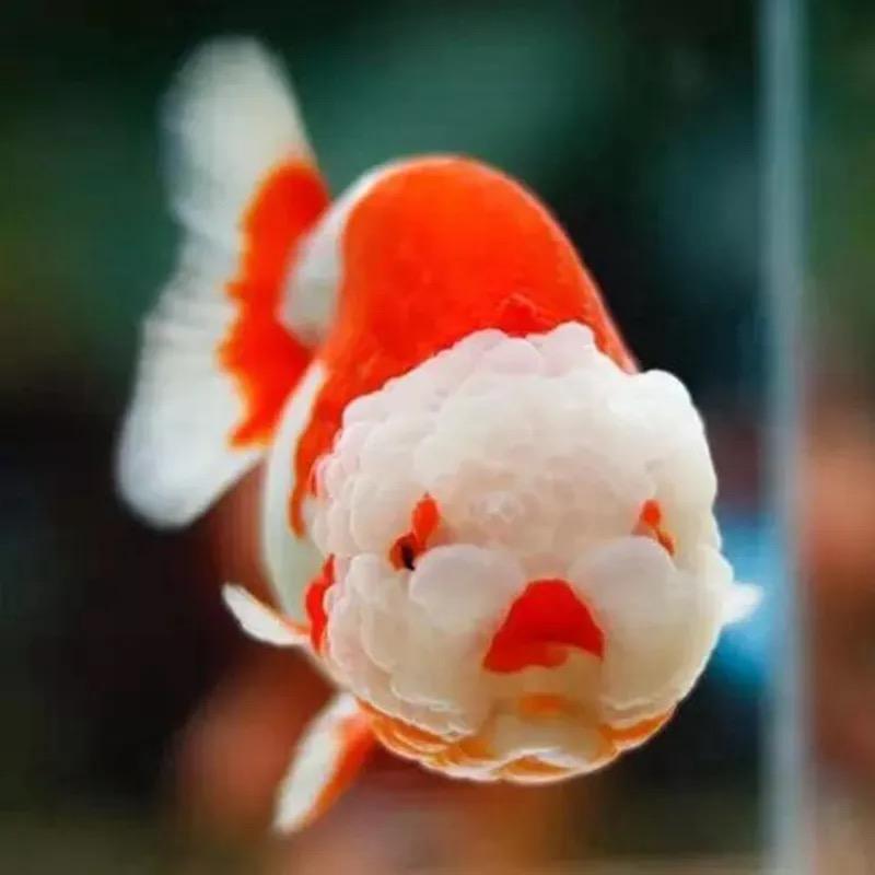 阳阳羊金鱼.