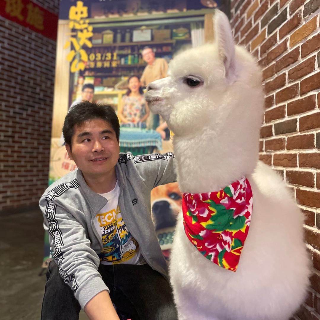 小老张和神兽小洁癖【郑州过马路羊驼】