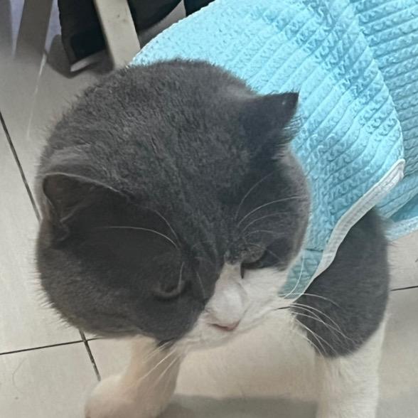 疯子的疯子还是疯子