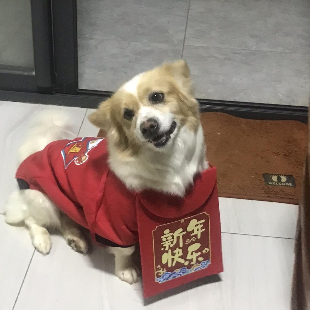 小七哥哥