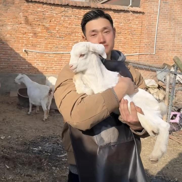 老苏牛羊肉 （中苏买牛记）