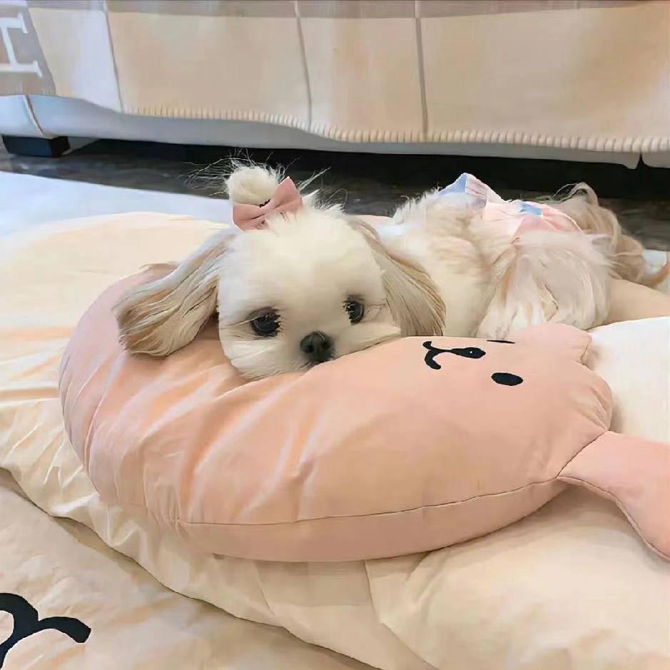 肥肥鱼