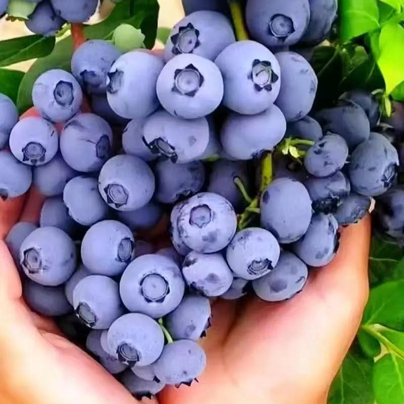 甜盟珍洲果树苗木专卖店