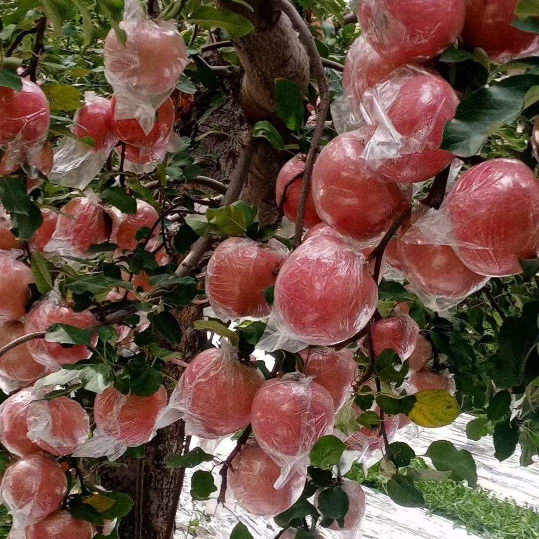 枝头生鲜
