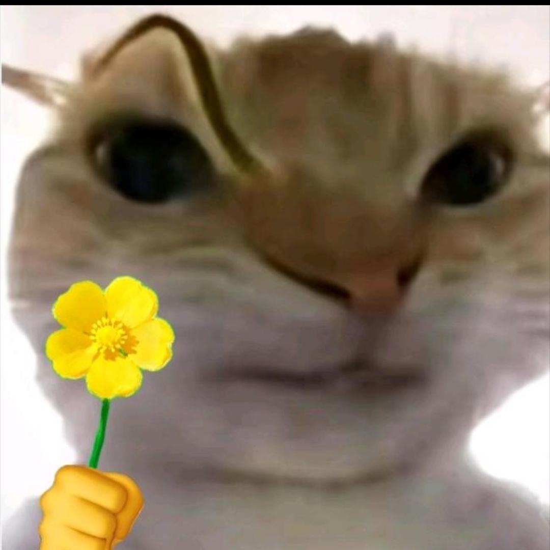 swag cat