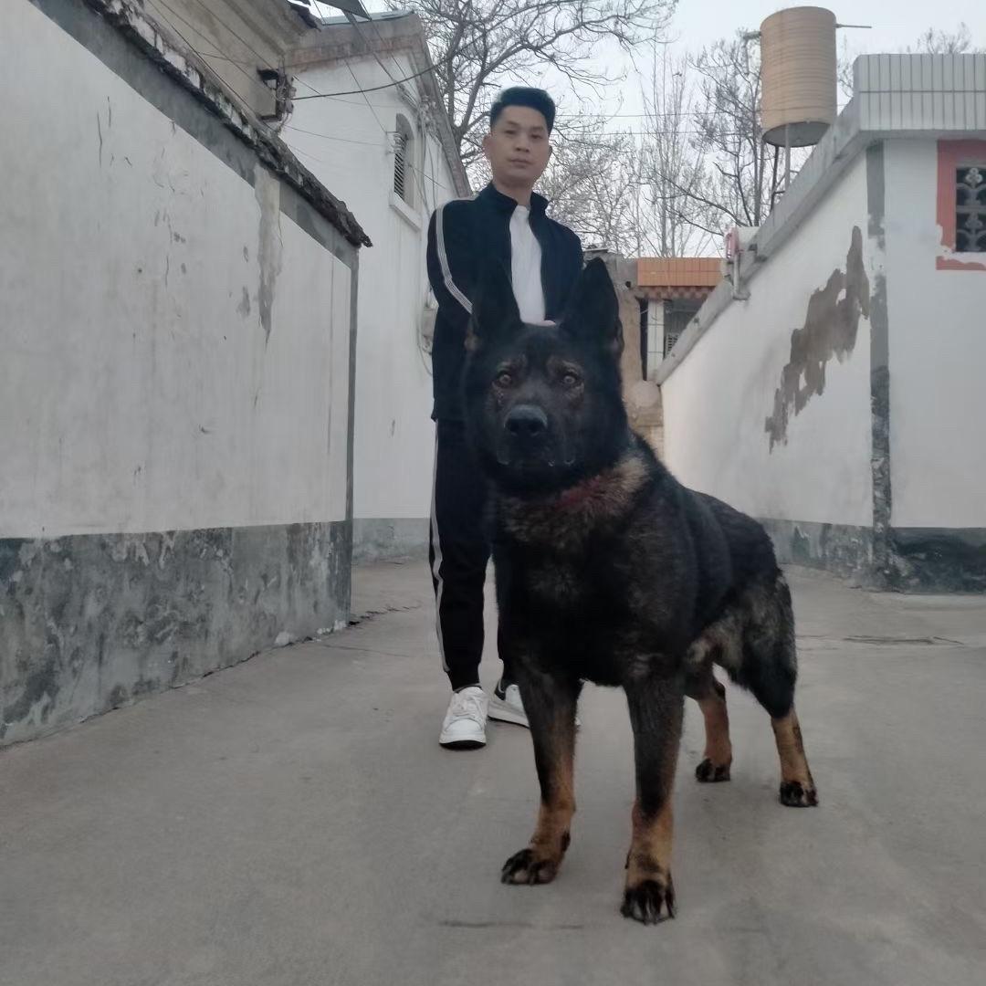 钢哥东德繁育
