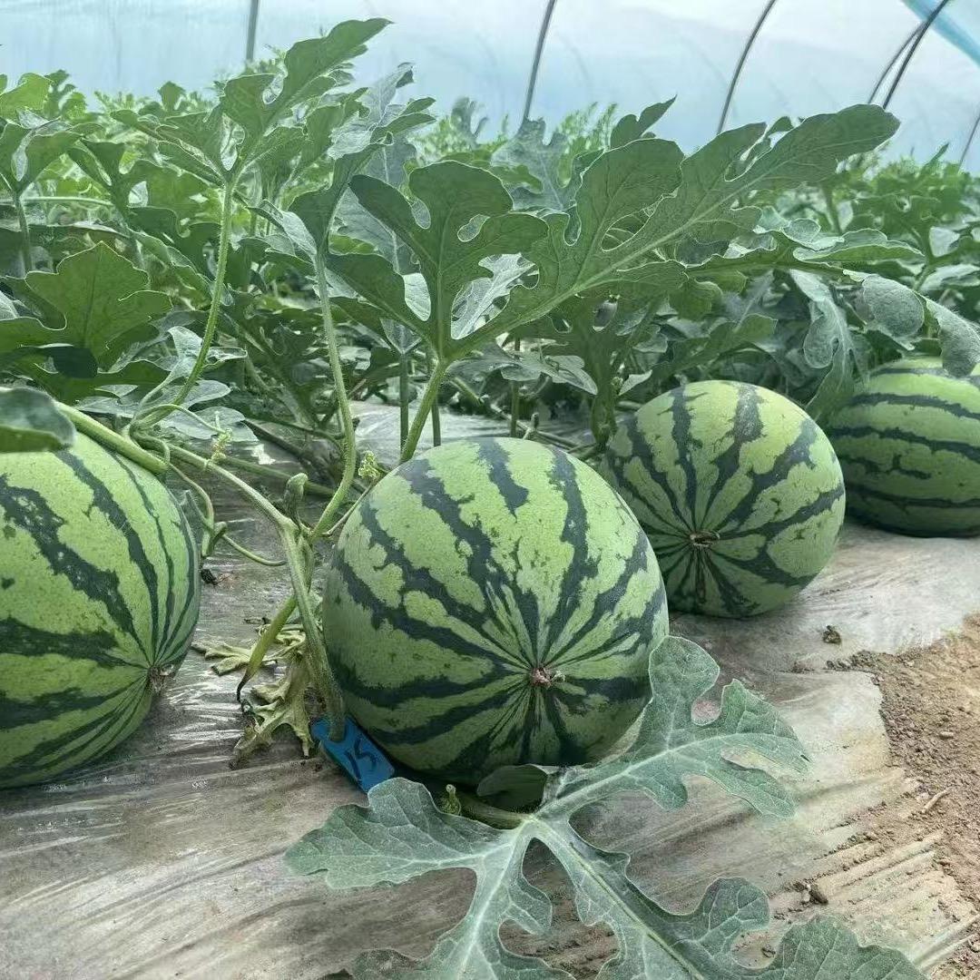 尤家蔬菜种子行