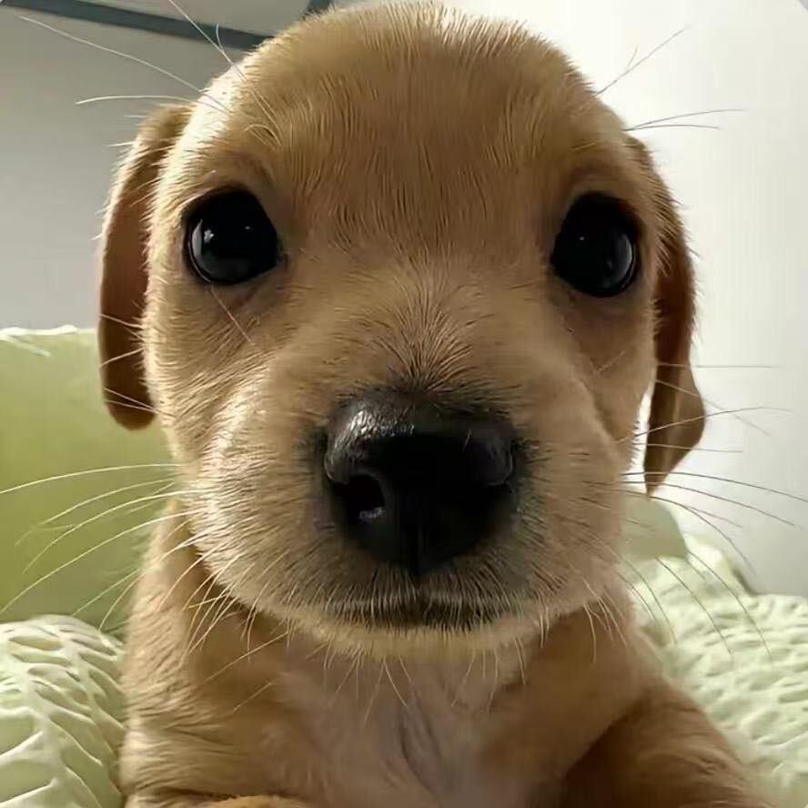 puup