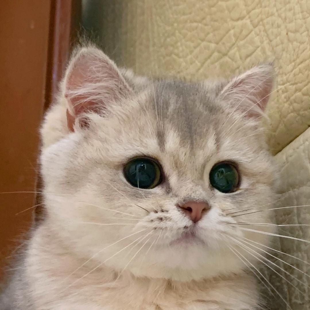好的胖虎