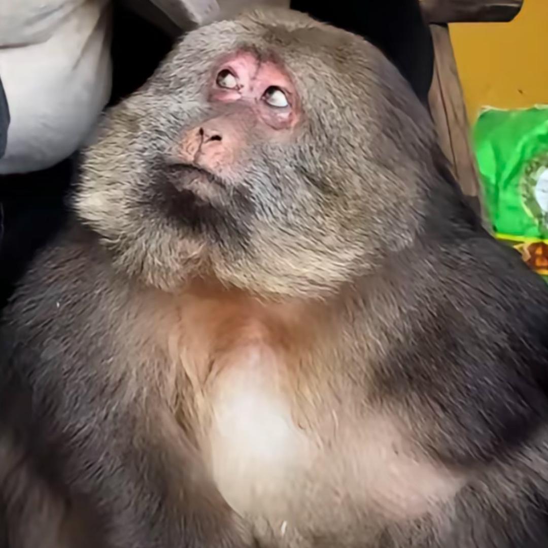 憨憨吗喽