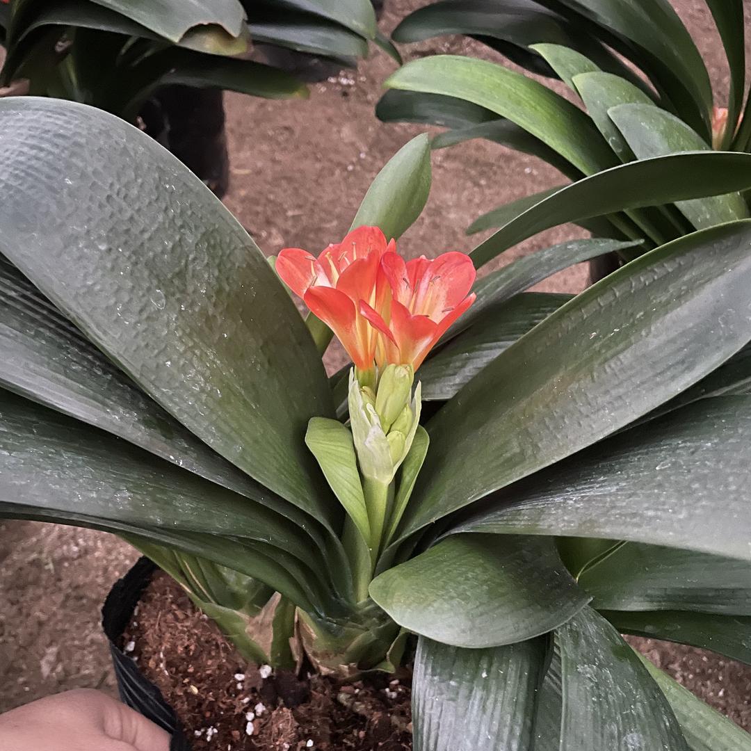 莉之缘花卉