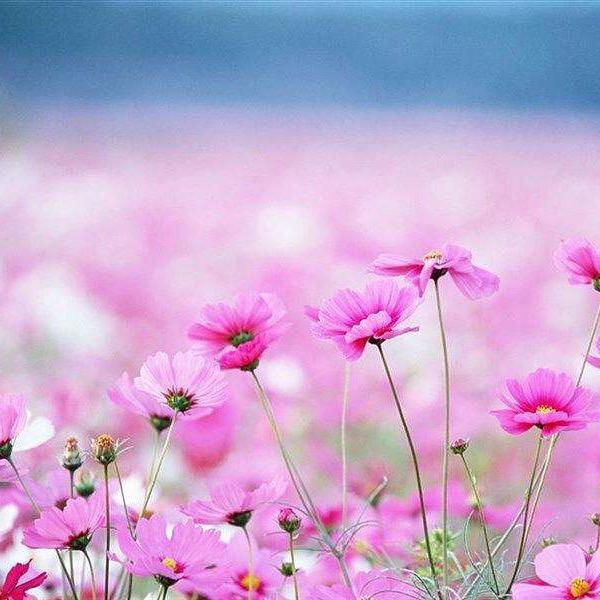 梅花